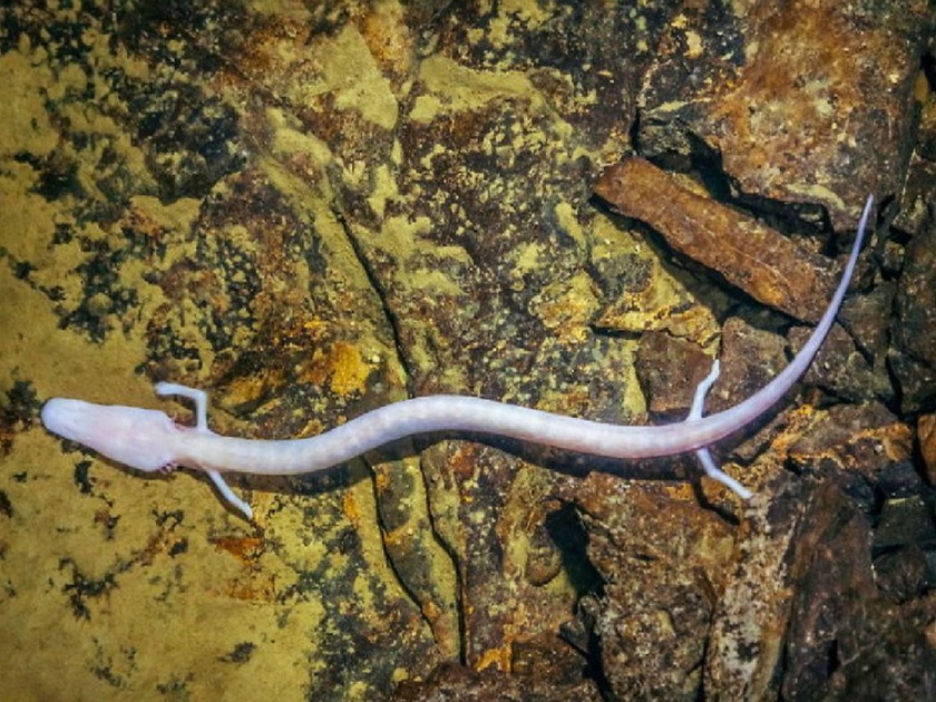 World rare creature salamander baby dragons live for many years without eating | बेबी ड्रॅगन म्हणून ओळखला जातो 'हा' दुर्मीळ जीव, काही न खाताही अनेक वर्ष जगू शकतो! 