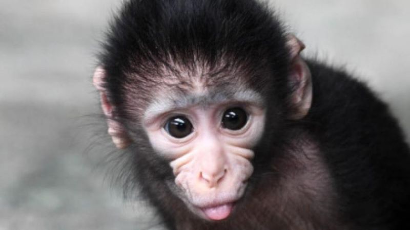 As soon as they were released in the forest, the monkey cubs ran happily | जंगलात मुक्त होताच आनंदाने धावली माकडाची पिले