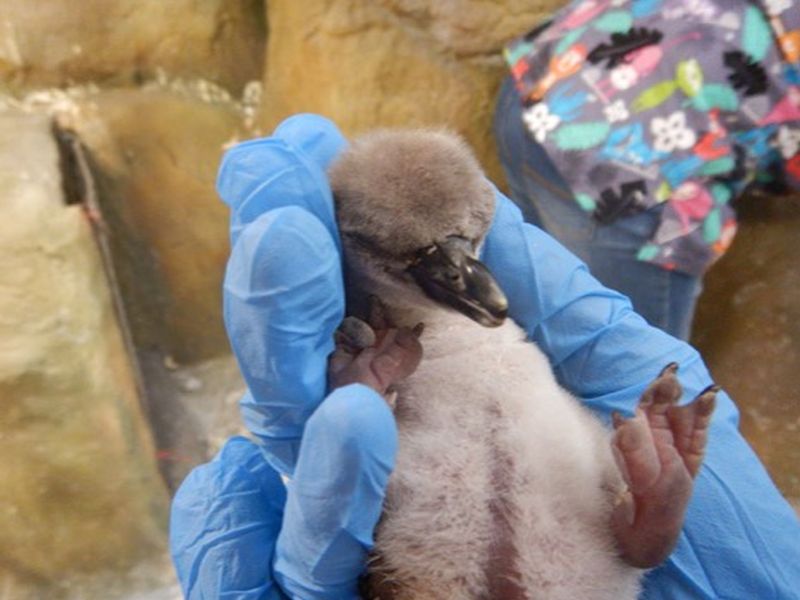 ... and baby penguins will be born forever! | ...अन् बेबी पेंग्विनचा जन्मकाळ होणार अजरामर!