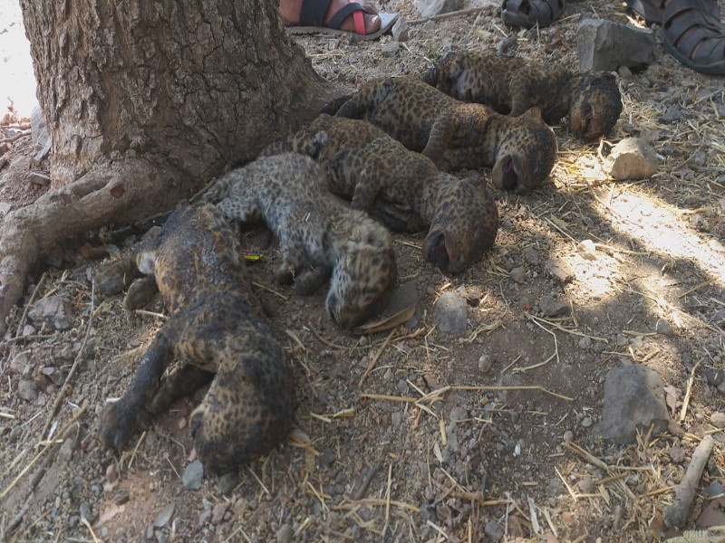 Shocking! Five leopard babied were killed due to fire in the sugarcane at Ambegaon taluka | धक्कादायक! आंबेगाव तालुक्यात उसाच्या शेतात बिबट्याची पाच बछडे जळून मृत्युमुखी
