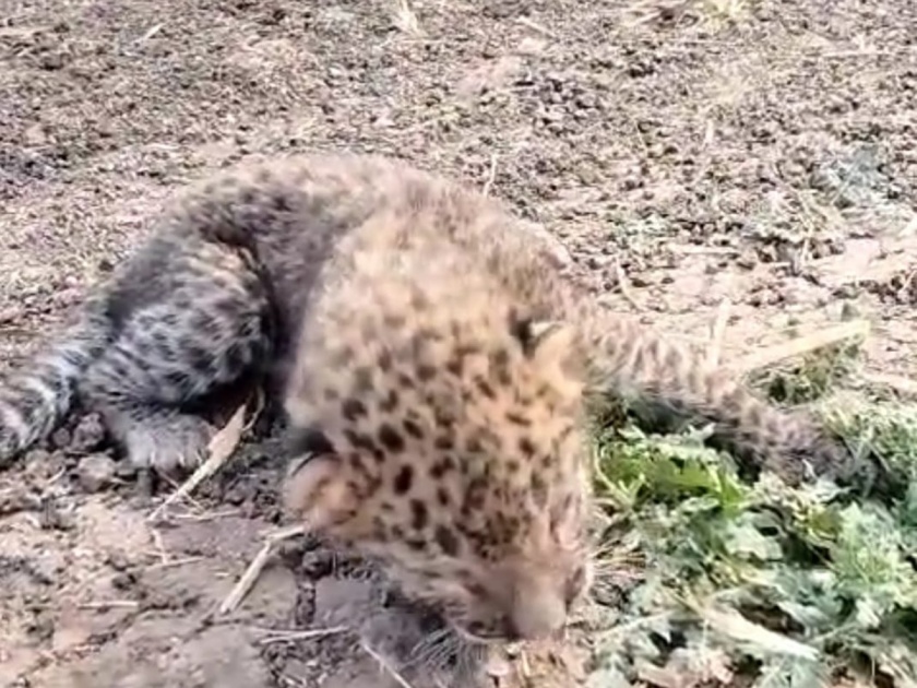 Leopard cub found in sugarcane field in Nere area pune latest news | Pune: नेरे परिसरात उसाच्या शेतात आढळले बिबट्याचे पिल्लू
