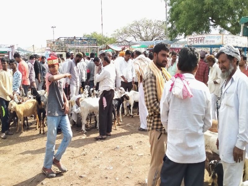 Coronavirus: a market full of cattle in Badnera | Coronavirus : आदेशाची थट्टा; गर्दीच गर्दी, बडनेऱ्यात गुरांचा भरला बाजार