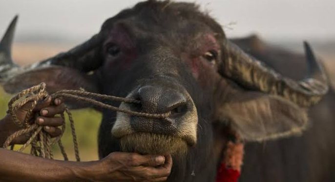 Animal Husbandry Plagued by Cattle Theft | गुरे चोरीच्या घटनांनी पशुपालक त्रस्त