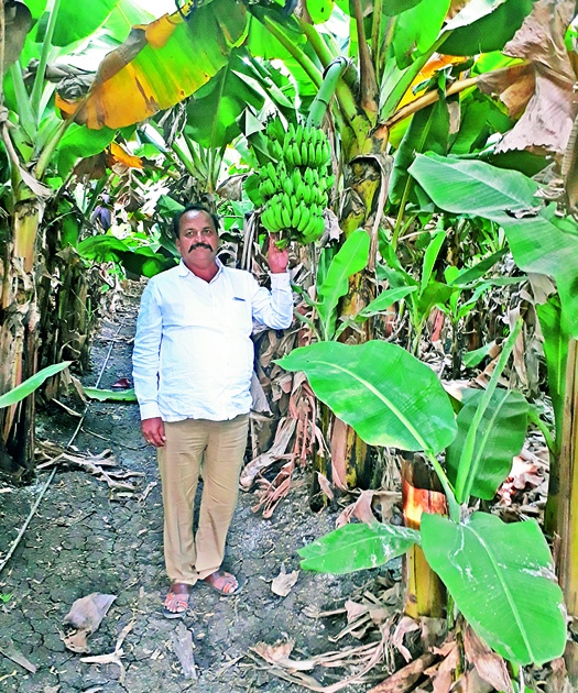 Gadaggaon's organic native banana has good prices in Karnataka, South India | गादेगावच्या सेंद्रिय देशी केळीला कर्नाटक, दक्षिण भारतात चांगला भाव
