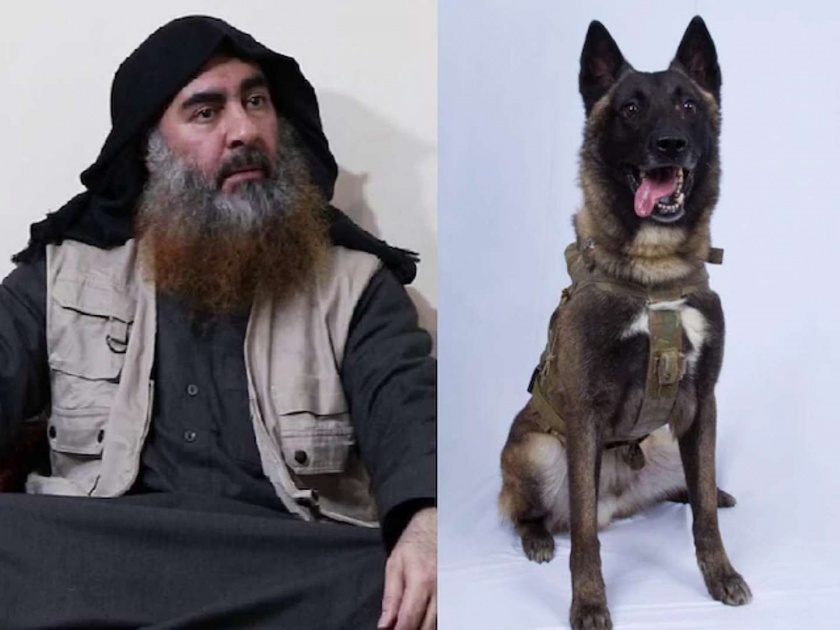 abu bakr al baghdadi death donald trump releases photo of military dog | बगदादीला ठार करण्यात महत्त्वाची भूमिका बजावणाऱ्या 'त्या' कुत्र्याचा फोटो डोनाल्ड ट्रम्पकडून ट्विट