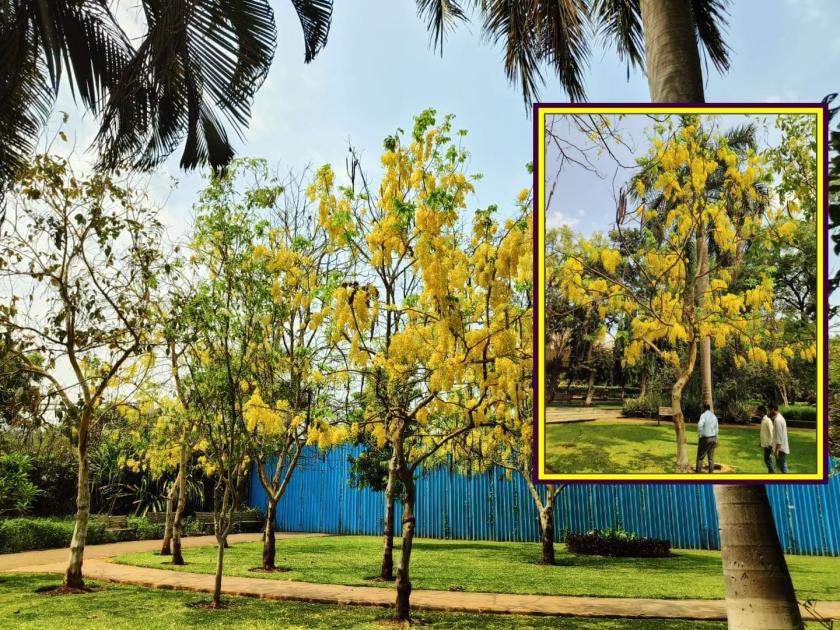 200 Bahawa trees to be planted soon at Kherwadi, an initiative of Mumbai Municipality for environmental balance | पर्यावरण संतुलनासाठी मुंबई पालिकेचा पुढाकार, खेरवाडी येथे लवकरच २०० बहावा वृक्षांची लागवड