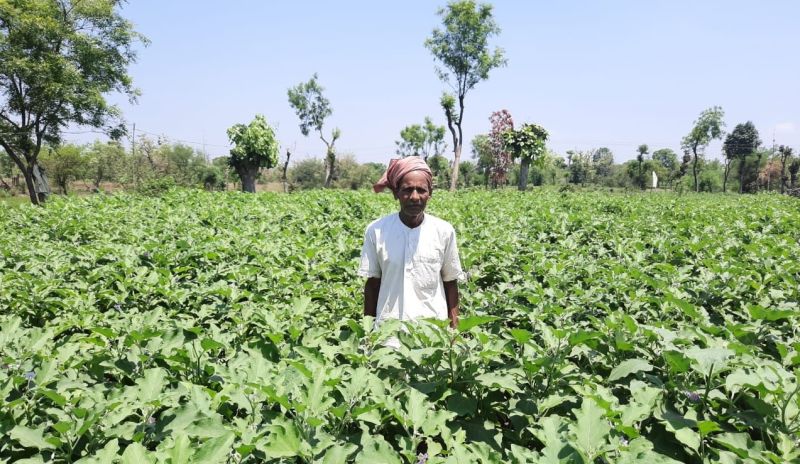 Experiment successful; A farmer in Gondia district took one and a half acre of land and earned Rs 4 lakh | प्रयोग यशस्वी; गोंदिया जिल्ह्यातील शेतकऱ्याने दीड एकर शेतीत घेतले चार लाखांचे उत्पन्न
