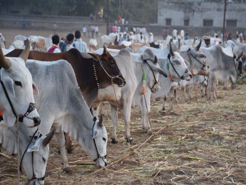 The Yatra at Taloda: 800 days of buying and selling of 800 bulls | तळोदा येथील यात्रोत्सव : 3 दिवसात 800 बैलांची खरेदी-विक्री