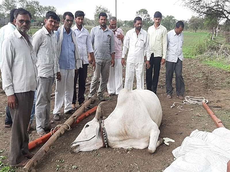 Friends, be careful during the monsoon, the emotional appeal of the farmers who are strangled his bullocks | 'मित्रांनो पावसाळ्यात काळजी घ्या', बैलजोडी दगावलेल्या शेतकऱ्याचं भावनिक आवाहन