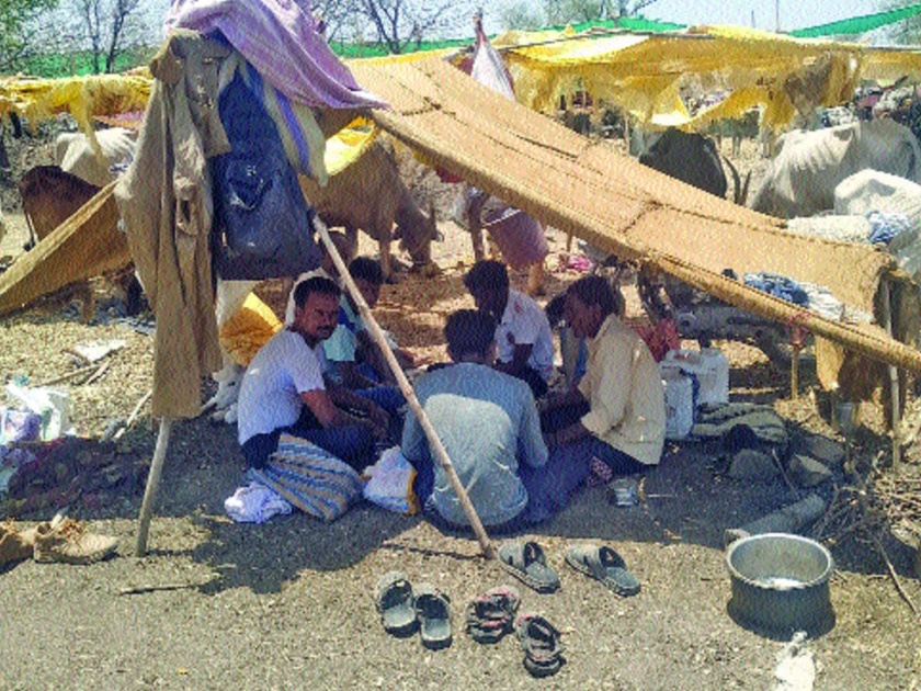 Bhajan, Keertan, Iftar bait is in the camp; This house is home to 18 villagers | भजन, कीर्तन, इफ्तार चारा छावणीतच; १८ गावांतील शेतकऱ्यांचे महिनाभर हेच घर