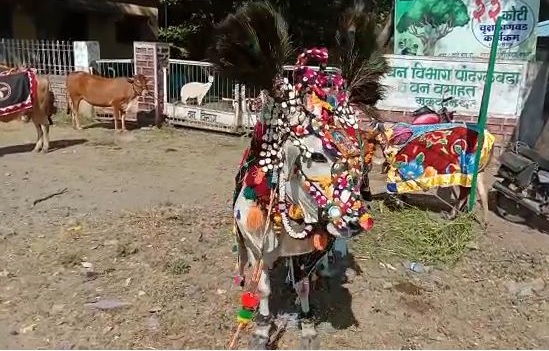 Govardhan Pooja celebrated with great enthusiasm at Mukutban in Yavatmal district | यवतमाळ जिल्ह्यातील मुकुटबन येथे गोवर्धन पूजा मोठ्या उत्साहात साजरी