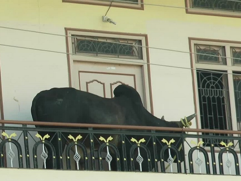 200 kg bull stuck on second floor, saved him with crane | दुसऱ्या मजल्यावर अडकला 200 किलोचा बैल, बाहेर काढण्यासाठी केले असे प्रयत्न