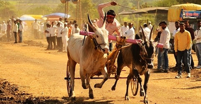 The court ordered a bullock cart race in the area of ​​Moragaon | मोरगाव परिसरात बैलगाडा शर्यत, न्यायालयाचा आदेश डावलला