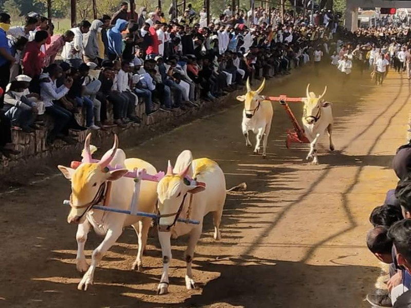 Submit new affidavit to lift bullock cart race ban: Animal Husbandry Minister Sunil Kedar | बैलगाडा शर्यतबंदी उठविण्यासाठी नव्याने प्रतिज्ञापत्र सादर करा: पशुसंवर्धन विभागमंत्री सुनील केदार यांचे आदेश
