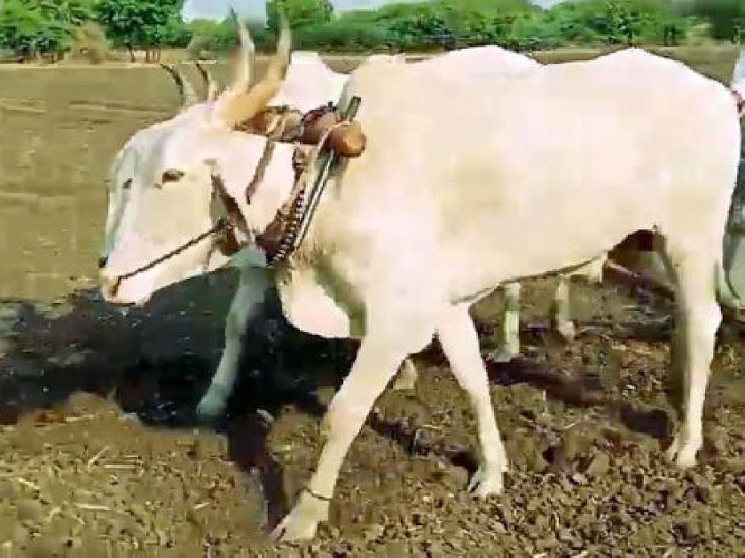 crop loss due to heavy rain, a farmer has pay wages of labourers by selling bullock cart | शोकांतिकाच! सर्जा-राजाला विकून त्यांनी दिली शेतमजुरांची मजुरी