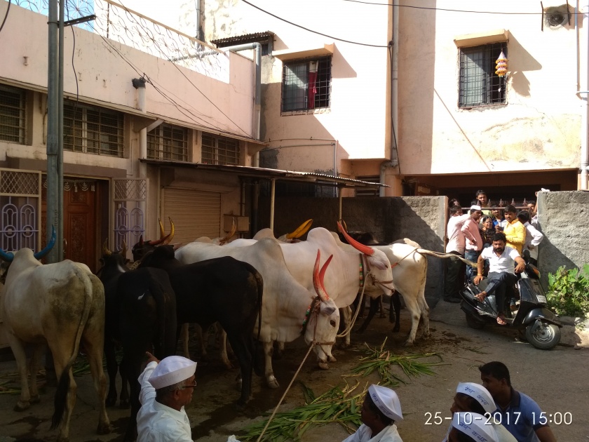 Bullock cartridge protest; Farmers' agitation with Bulls in front of Katariya's house in Ahmednagar | बैलगाडा शर्यतींना विरोध; अहमदनगरमध्ये कटारिया यांच्या घरासमोर बैलासह शेतक-यांचे आंदोलन