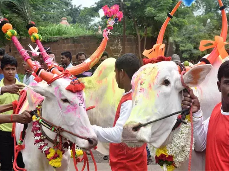 Restrictions on bullfighting in Pune; Prohibition of taking out processions, bringing bulls together | पुणे जिल्ह्यात बैलपाेळ्याला निर्बंध; मिरवणुक काढणे, बैल एकत्र आणण्यास बंदी