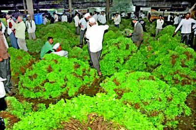 Crores of rupees due to falling prices; Vegetables have increased inward | भाव घसरल्याने शेतकºयांनी कोथिंबीर फेकलीएक रुपया जुडी : दोन दिवसापासून मेथीही घसरली; पालेभाज्यांची आवक वाढली
