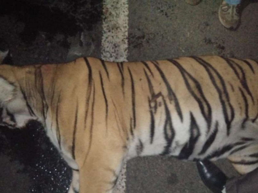 Shocking Theft of the 'Bajirao' tiger organs | धक्कादायक ! ‘बाजीराव’ वाघाच्या अवयवाची चोरी