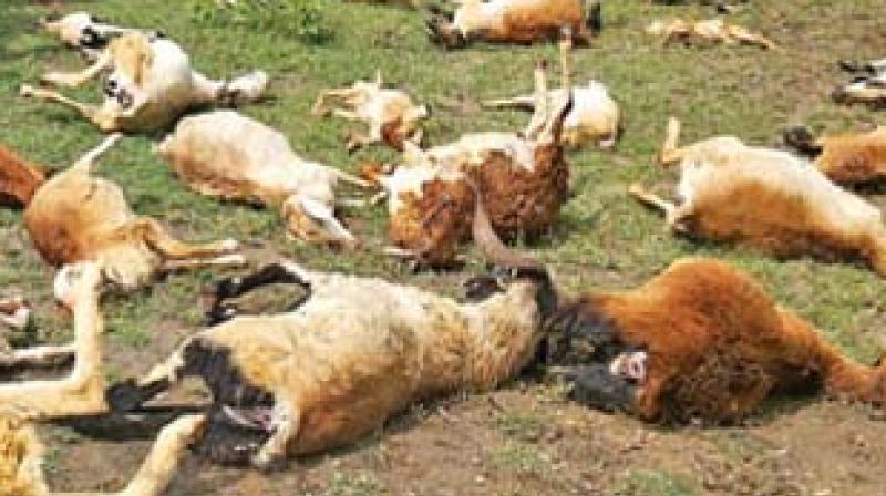 Twelve goats died suddenly | बारा बकऱ्यांचा अचानक तडफडून मृत्यू