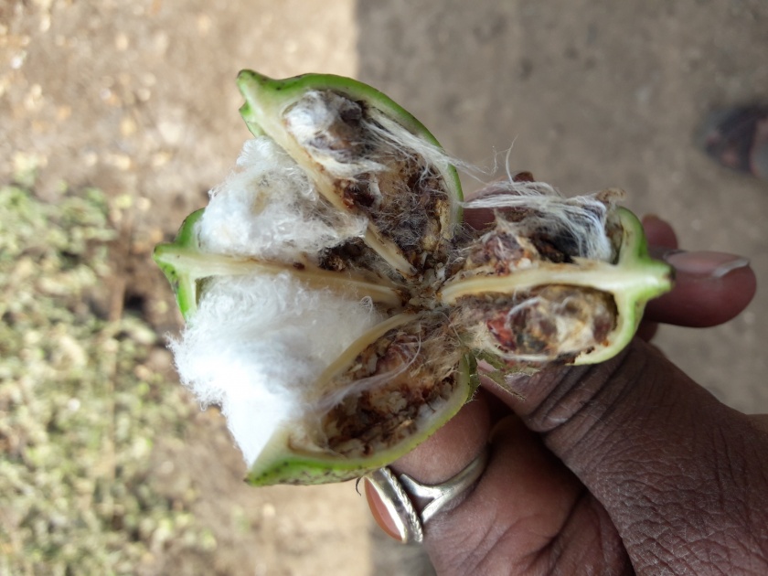 The loss of cotton in the Shevgaon taluka due to the presence of bond larvae | बोंड अळीच्या प्रादुर्भावाने शेवगाव तालुक्यात कपाशीचे नुकसान
