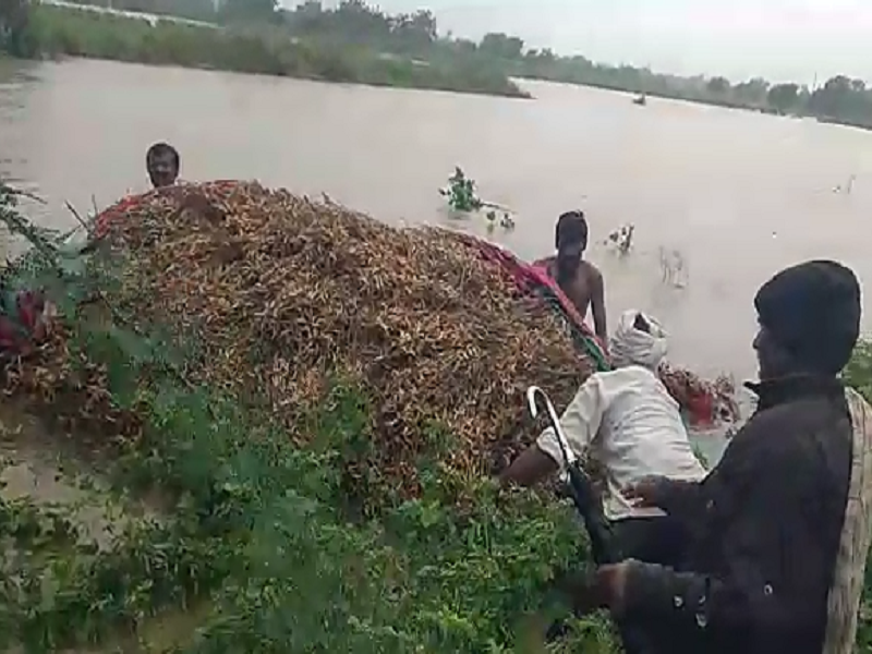 Courageous! The farmer brought the soybean stubble from flood | Video : हिम्मतवाला ! पुरात वाहून जाणारी सोयाबीनची गंजी शेतकऱ्याने आणली खेचून