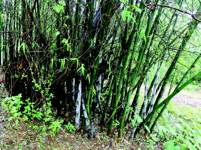 Dr. new species of bamboo in the Sahyadri. Name of Madhav Gadgil | सह्याद्रीतील बांबूच्या नव्या प्रजातीला डॉ. माधव गाडगीळ यांचे नाव
