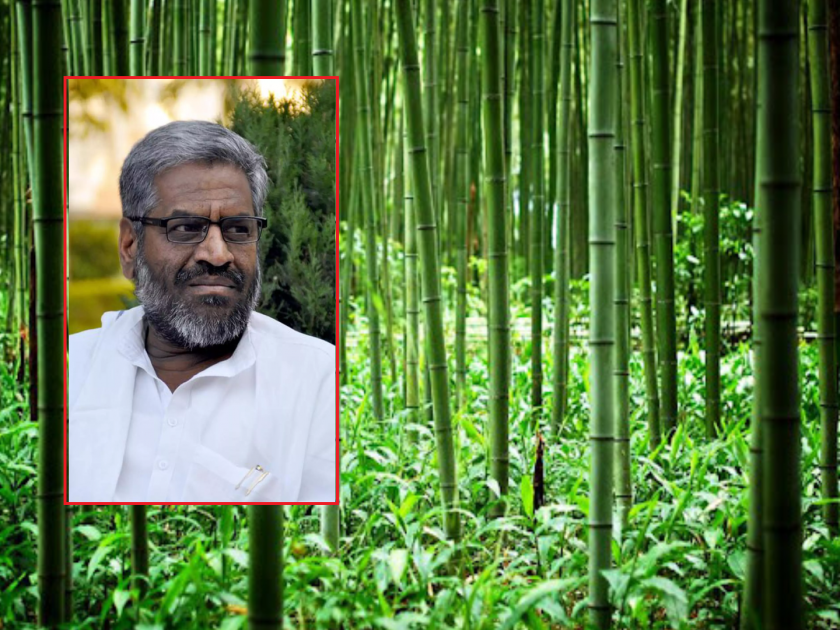 Bamboo task force now in the state to promote bamboo cultivation: Pasha Patel | बांबू लागवडीस प्रोत्साहन देण्यासाठी आता राज्यात बांबू टास्क फोर्स: पाशा पटेल