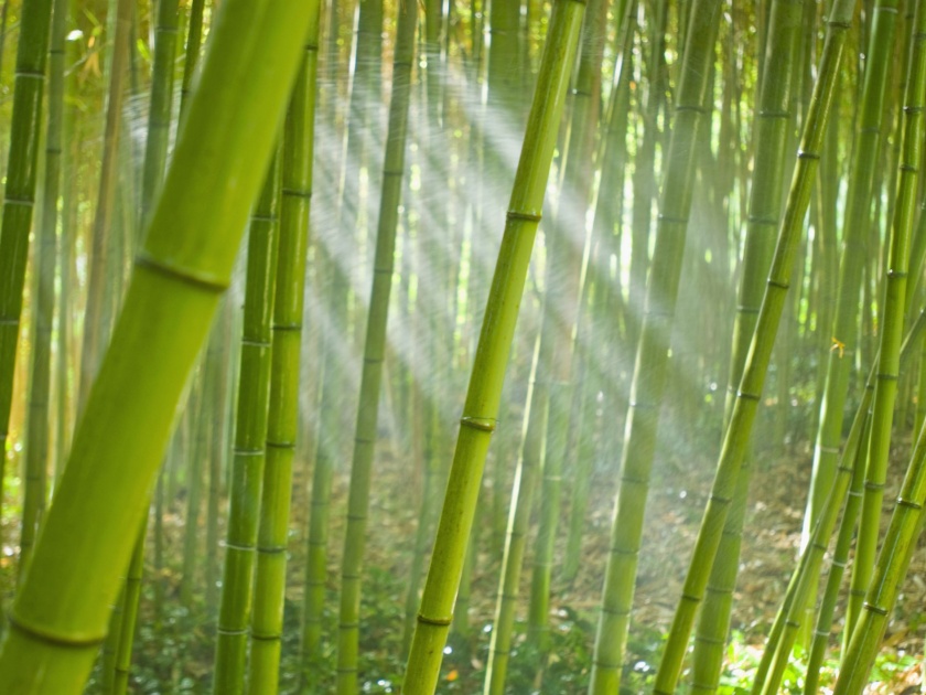 Bamboo planting in the area of ​​Nallah under the name of greenery | हिरवळीच्या नावाखाली नाल्याच्या पात्रात बांबूची लागवड