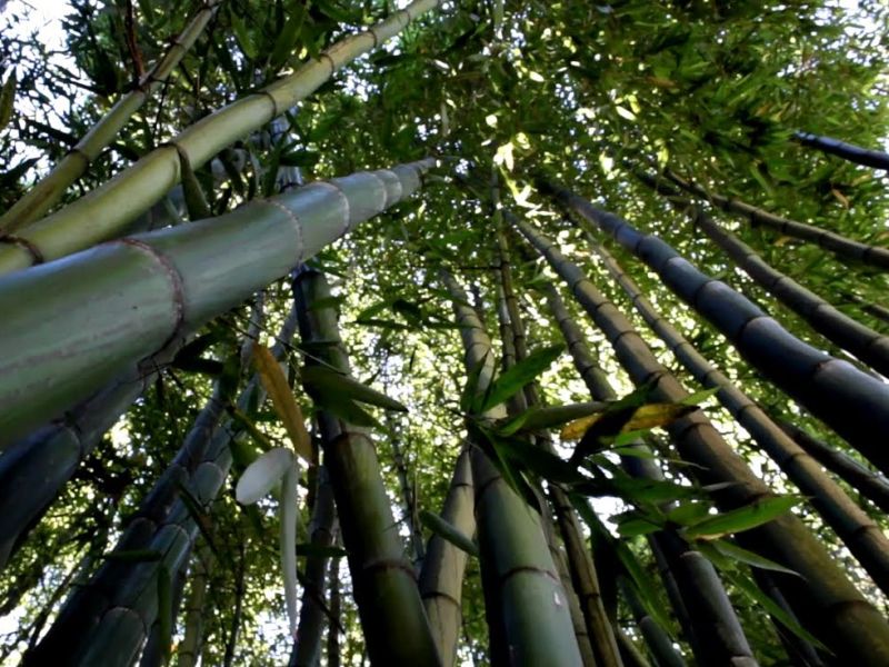 Wildlife Department has used 1.5 crores 'seed ball' in the forest, and the use of bamboo seeds | वन्यजीव विभागाने जंगलात सोडले दीड कोटी ‘सीड बॉल’, बांबूचे बी रुजविण्याचा प्रयोग
