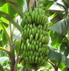 Banana needs ban on banana in district ... | जळगावात जिल्ह्यात केळीला हमीभावाची गरज...