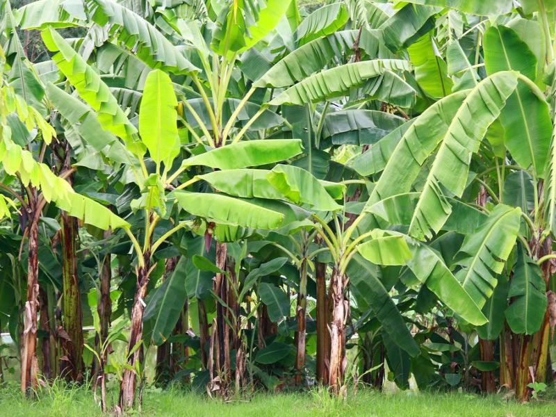 New banana plantations are at risk of disease and storms | केळीच्या नव्या लागवडीला रोगाचा धोका, वादळी पावसाचाही तडाखा