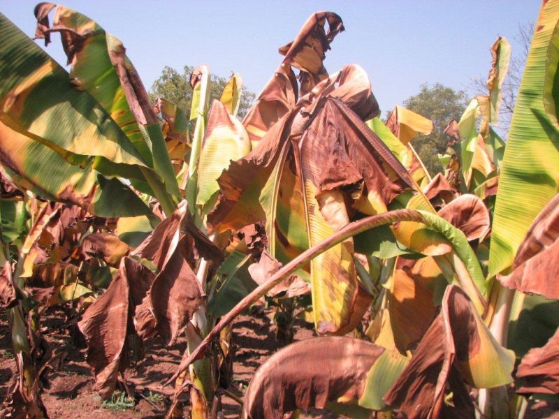 Cultivators should do this in the winter management of keli gardens in winter | खान्देशातील शेतकºयांनी असे करावे हिवाळ्यामध्ये केळी बागांचे व्यवस्थापन