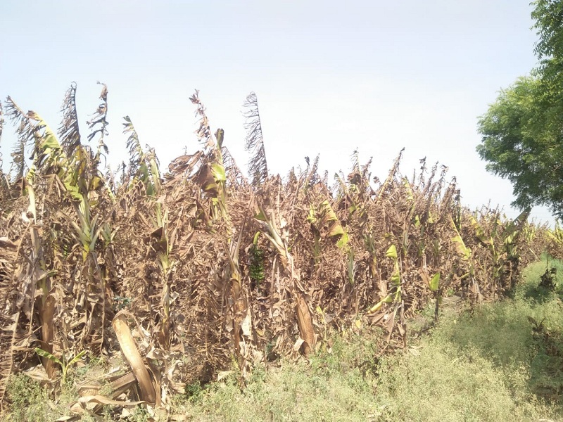 Due to drought, Banana farming in Pathari taluka collapsed | दुष्काळामुळे पाथरी तालुक्यातील केळी बागा उध्वस्त