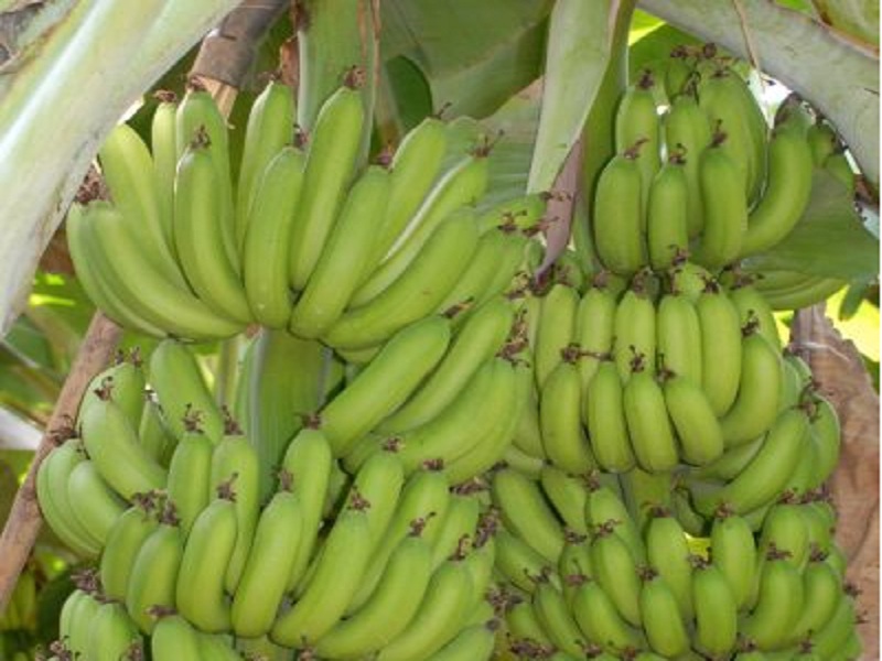 Raver's banana became the dominant ace in the market | रावेरची केळी बाजारात ठरली हुकमी एक्का, खान्देशी उत्पादकांना दिलासा