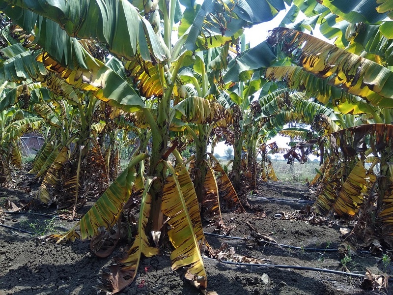 Banana Agar Research Center neglected | केळीच्या आगारात संशोधन केंद्र उपेक्षित