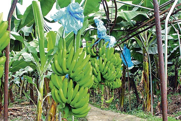 Lessons taught to the new farmer | 4 रुपये किलोने विकली केळी, निसर्गाची जादुई खेळी!