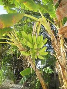 Slowdown of slowdown in banana in Jalgaon district with Hapurpur | बºहाणपूरसह जळगाव जिल्ह्यात केळीवर मंदीची लाट