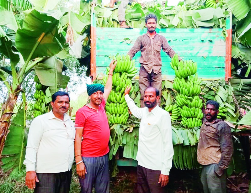 5 lakh bananas taken in five acres; Banana in Pandharpur in Dubai market | पाच एकर क्षेत्रात घेतली २६ लाखांची केळी; दुबईच्या बाजारपेठेत पंढरपुरातील केळी
