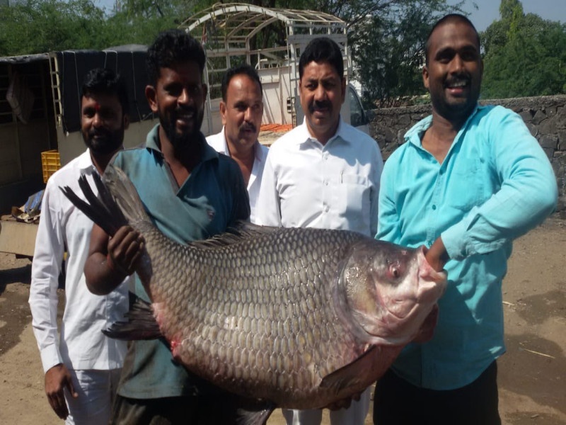 42 kg fish found in Ujani | उजनीमध्ये सापडला तब्बल ४२ किलोचा मासा 
