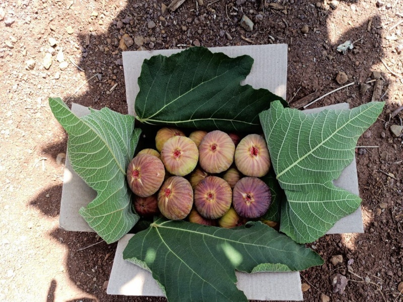 Fig farming in Baramati becomes role model for victims in the state | बारामतीतील अंजिर शेती राज्यातील बळीराजांसाठी ठरली 'रोल मॉडेल'