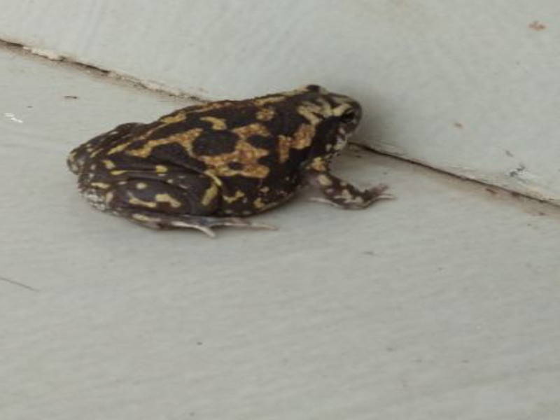 rare 'Marble Balun Frog' found in Kololi | कोळोलीत दुर्मिळ ‘मार्बल्ड बलुन फ्रॉग’ बेडुक  