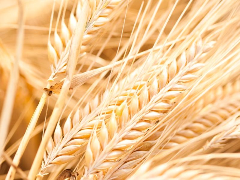 Health and beauty benefits of barley | आरोग्यासाठी वरदान आहे जव, रंग उजळवण्यासाठीही फायदेशीर!