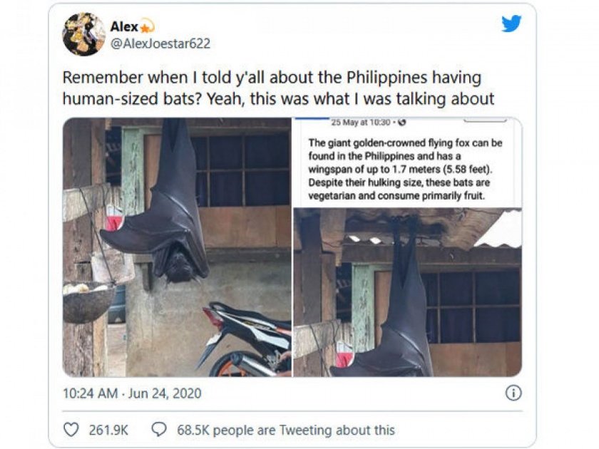 Picture of 'human-sized bat' from the Philippines goes viral | बाप रे बाप! माणसाच्या आकाराचं वटवाघूळ; फोटो पाहून लोकांना फुटला घाम, तुम्ही कधी बघितलं का?