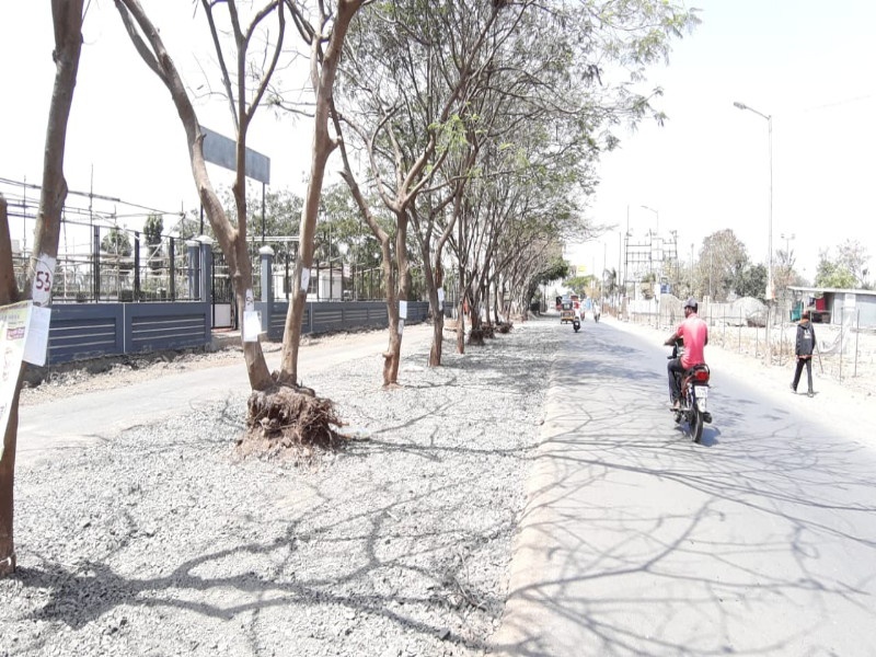 150 trees in danger zone During road widening of Pune's municipal corporation | पुणे महापालिकाच उठली झाडांच्या जीवावर : रस्ता रुंदीकरणादरम्यान घेणार १५० वृक्षांचा बळी 