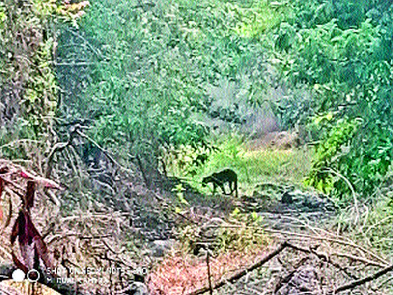 The leopard forest department at Thakur Pimpri has been seized | ठाकूर पिंपरी येथे बिबट्या वन विभागाने केला जेरबंद