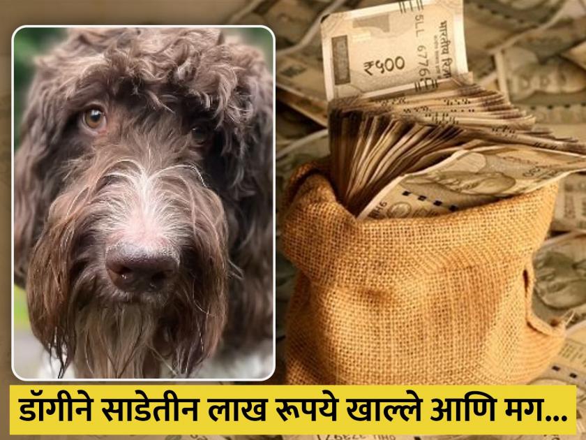 UK dog ate couple's 3 lakh rupee cash go through poo to recover money | कुत्र्याने खाल्ले टेबलवरील 3 लाख रूपये, बघतच राहिलं कपल; असे काढले अडीच लाख!