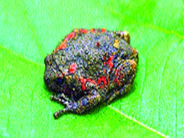 ‘Colorful’ frogs in Melghat; Record of 16 species | मेळघाटात ‘कलरफुल’ बेडूक; १६ प्रजातींची नोंद
