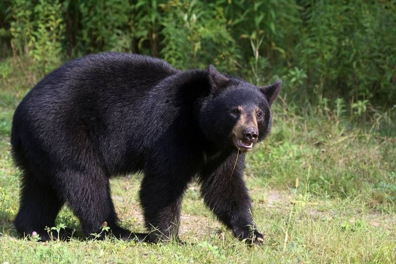 Farmer rescues in attack of bear; The fatal chase, however, became half-dead | अस्वलाच्या हल्ल्यात शेतकरी बालंबाल बचावला; जीवघेण्या पाठलागाने मात्र अर्धमेला झाला 