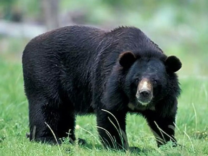 bear hunting by poachers in gondia forest | गोंदियात अस्वलाची शिकार, गोळी घालून केलं ठार; वनविभागात खळबळ